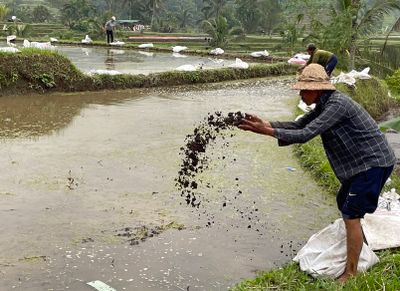 Adding fertilizer