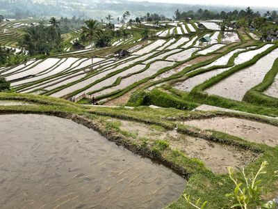 Jatiluwih rice terraces