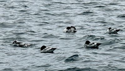 Group of Birds