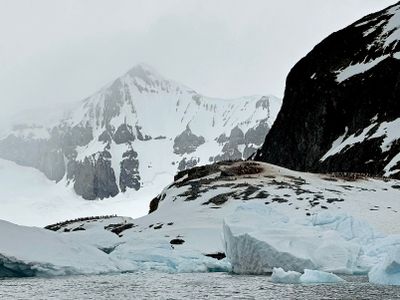 Cuverville Island