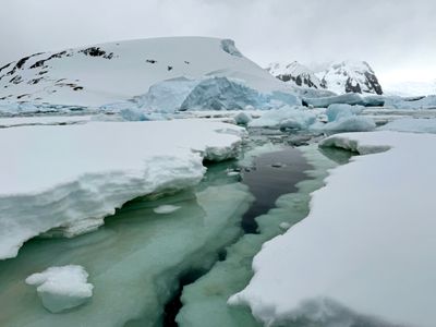 Cuverville Island