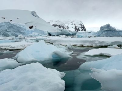 Cuverville Island 