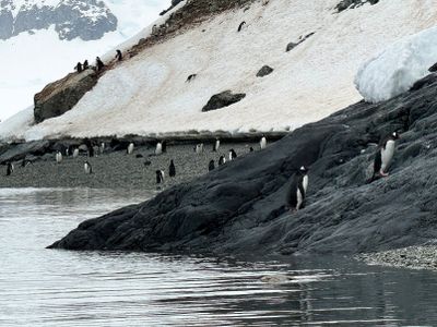 Gentoo penguins 