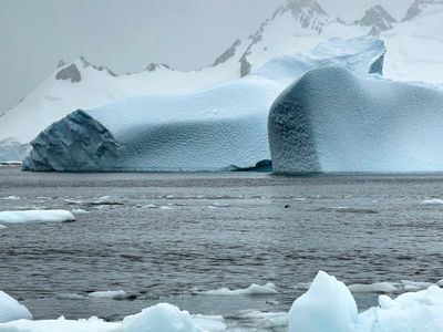 Cuverville Island 