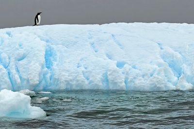 Gentoo penguin 