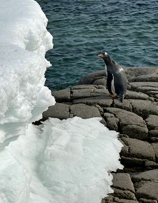 Gentoo penguin 