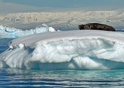 Leopard seal
