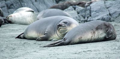 Young elephant seals (weaners)