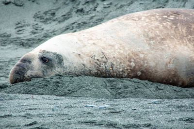 Elephant seal
