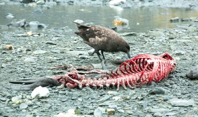 Skua and penguin skeleton 