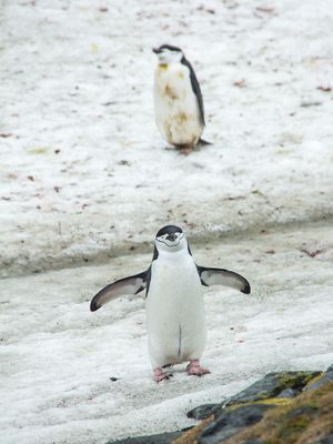 Chinstrap penguins 