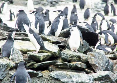 Chinstrap penguins 