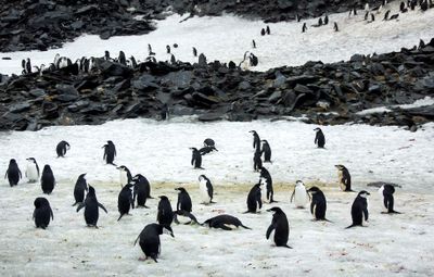 Chinstrap penguins 