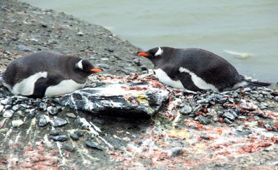 Gentoo penguins 