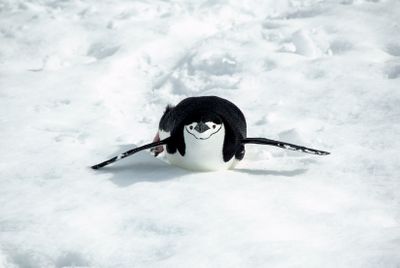 Chinstrap penguin 