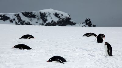 Gentoo penguins 
