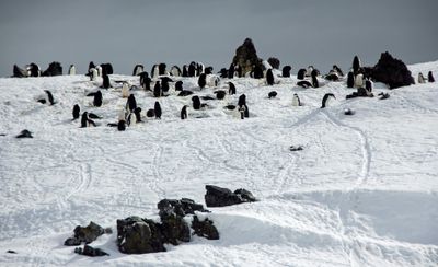 Chinstrap penguins 