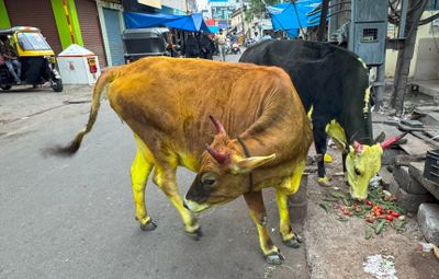 Cows painted yellow