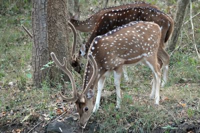 Spotted deer
