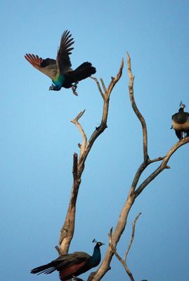 Peacocks