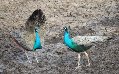 Peacocks