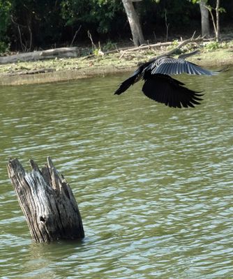 Darter
