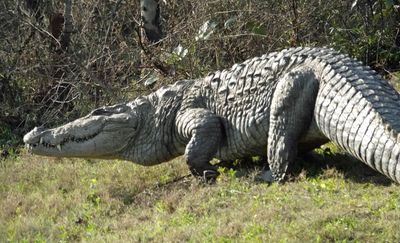 Crocodile