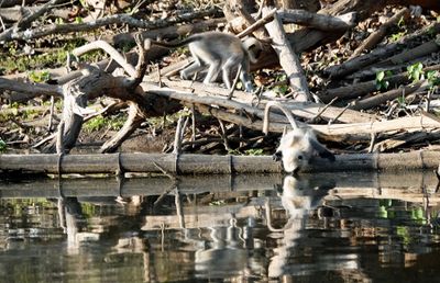 Langurs
