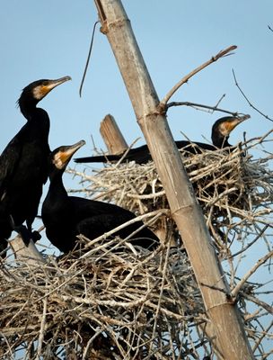 Cormorants