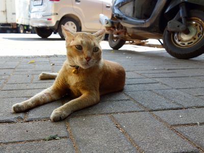 Cat/Goa