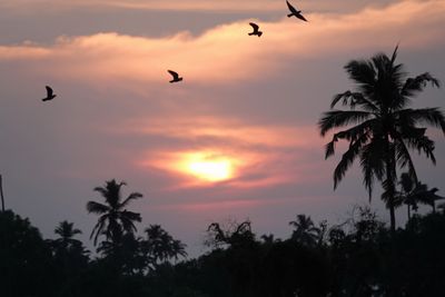 Sunset/Goa