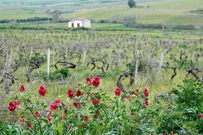 Vineyard