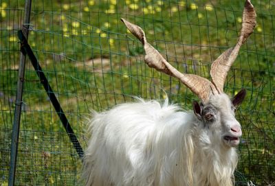 Girgentana (goat)
