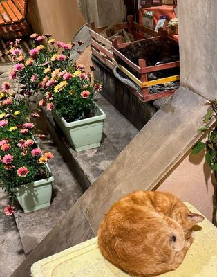 Two cats/Ragusa