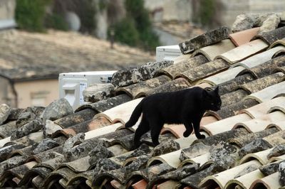 Roof stroll