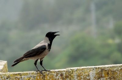 Rosy starling