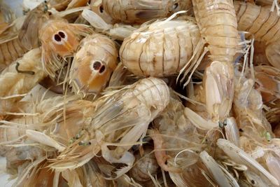 squilla mantis