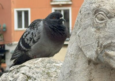 Pigeon