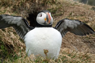Puffin