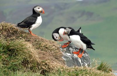 Puffin
