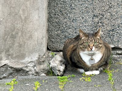 Cat/Reyjkavic