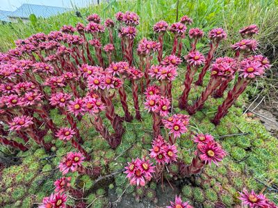Mountain houseleek