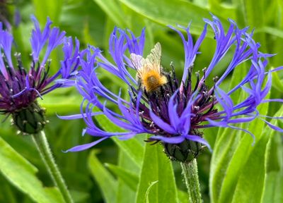 Mountain cornflower