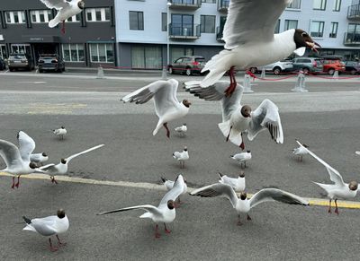 Black headed gulls