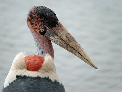 Marabou stork