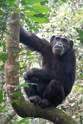Chimpanzee