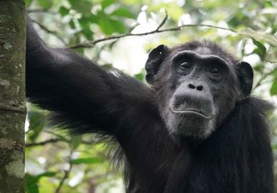 Chimpanzee