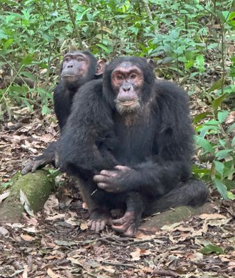 Chimpanzees