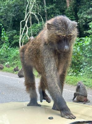 Baboon