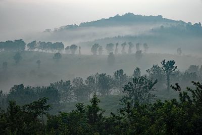 Misty morning